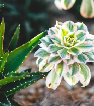 Explore how Chicago gardeners nurture sustainability and local food with eco-friendly, resilient methods.