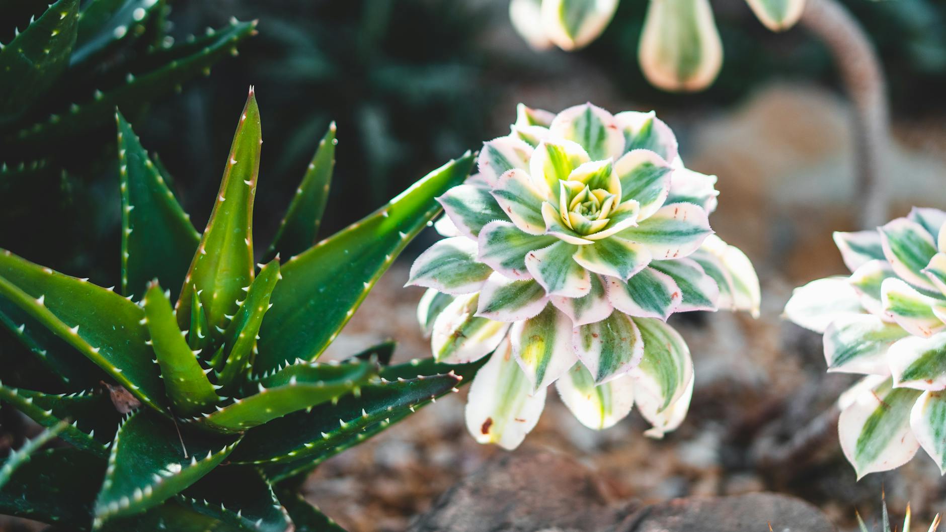 Growing Locally and Sustainably in Chicago: Green Practices, Vibrant Yards Explore how Chicago gardeners nurture sustainability and local food with eco-friendly, resilient methods.