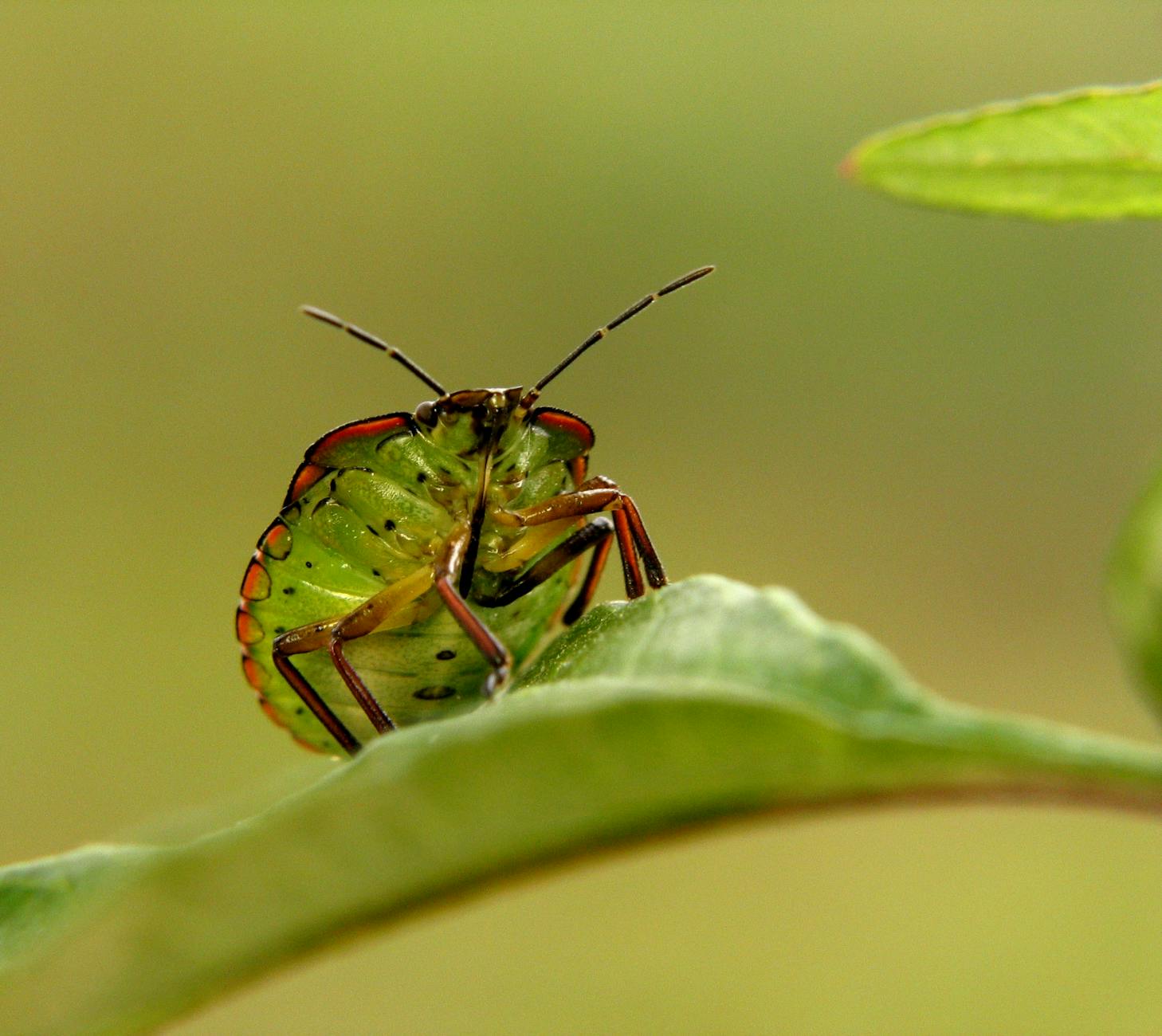 Understanding Stink Bugs Learn About the Various Types and How to Manage Them