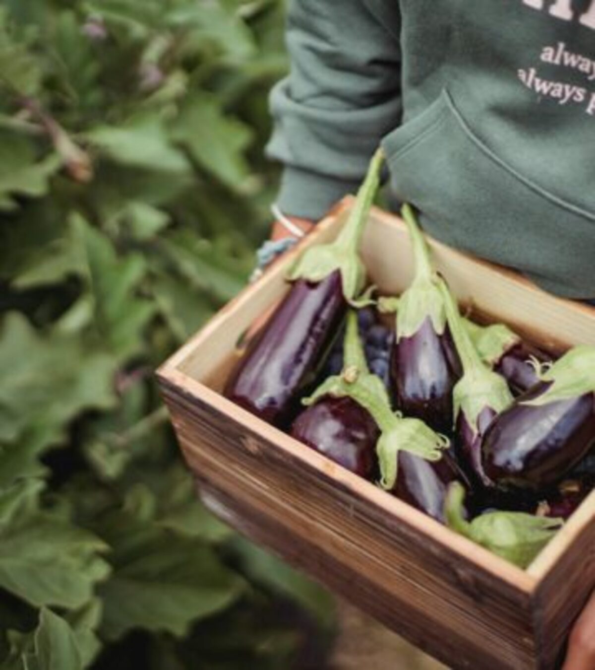 Eggplant Growth Stages: From Seed to Harvest Explained Learn every phase of eggplant development, from sowing seeds to enjoying a homegrown harvest, for the healthiest plants and highest yields.