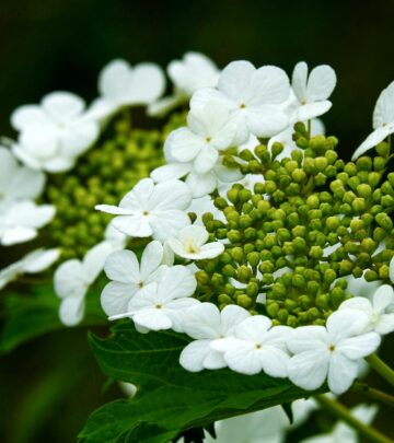 Unlock expert strategies to bring your wilting or sad hydrangea shrubs back to vibrant health and stunning beauty.