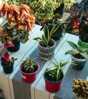 Explore 49 stunning begonia varieties to brighten your garden or home, from lush blooms to striking foliage, for every shade or sun setting.