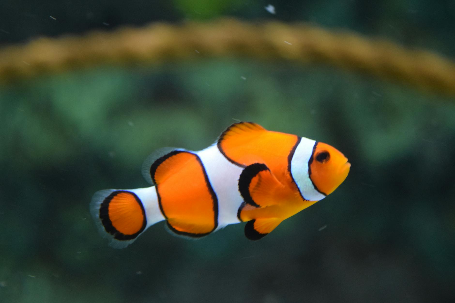 60+ Fin-tastic Fish Jokes That’ll Have You Hooked on Laughter Dive into these side-splitting fish jokes and puns perfect for kids, families, and anyone looking to make a splash with laughter.
