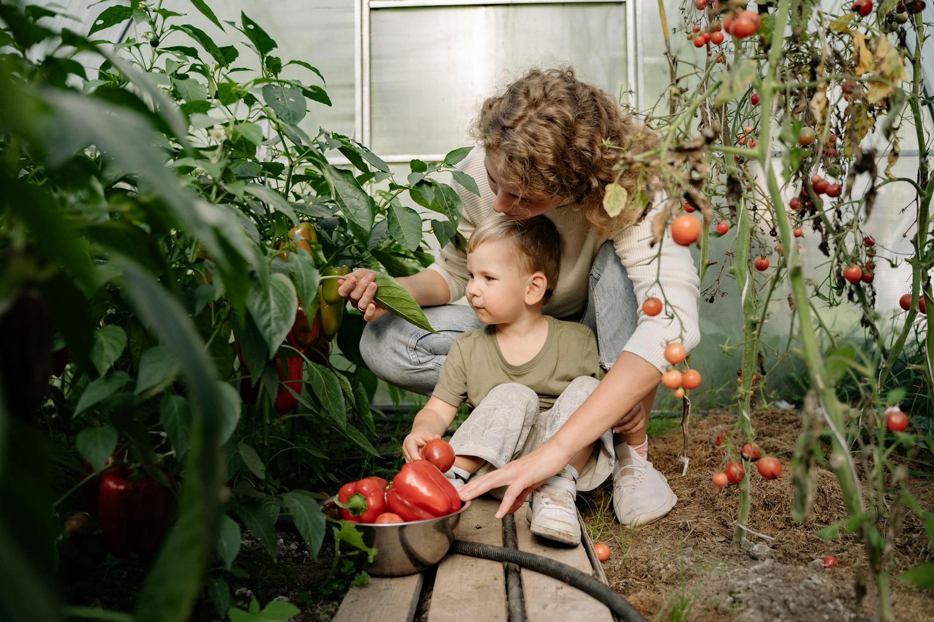 Determinate vs Indeterminate Tomatoes: Growth Habits, Care, and Choosing the Right Variety Unravel the differences between determinate and indeterminate tomatoes to grow the best harvest for your space, taste, and goals.