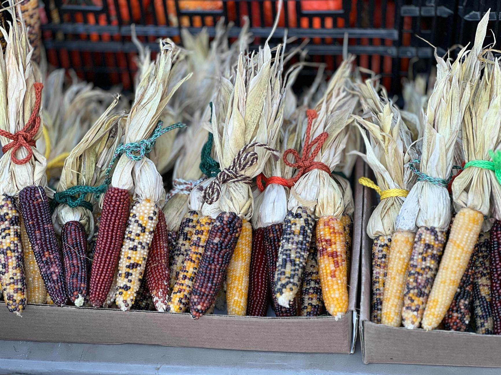 A Comprehensive Guide to the Types of Corn and Their Uses Explore all major types of corn, their unique properties, uses, and top varieties for gardeners and home cooks.