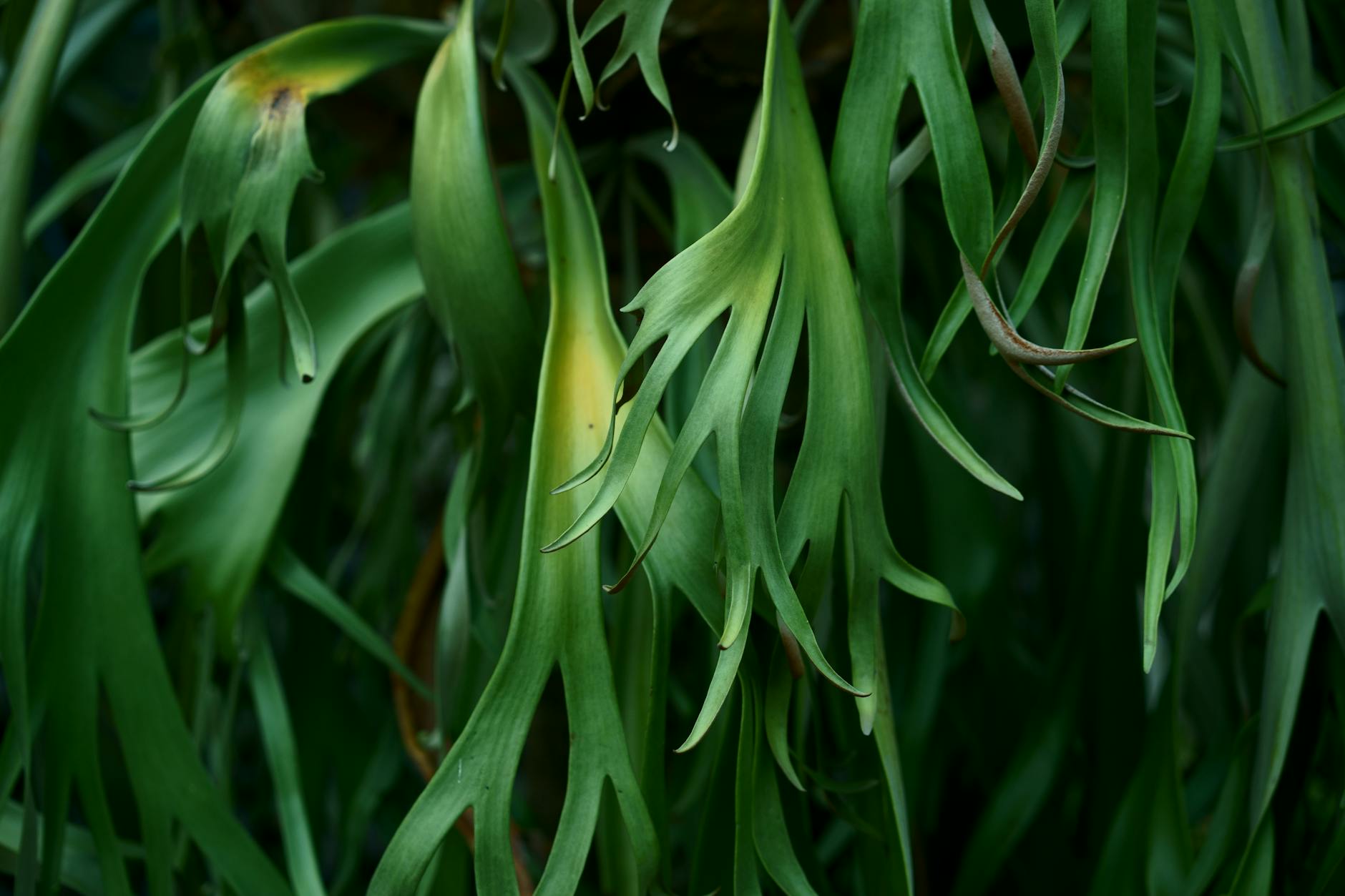 Explore the world of epiphytes—unique plants that thrive perched on trees, bringing beauty and biodiversity to gardens indoors and out.