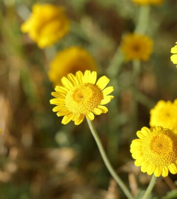 Discover the most beautiful and popular types of chrysanthemums to add dazzling color and texture to your autumn garden.