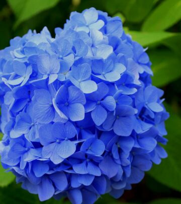 Understand hydrangea growth habits, mature sizes, and choosing the right variety for your space.