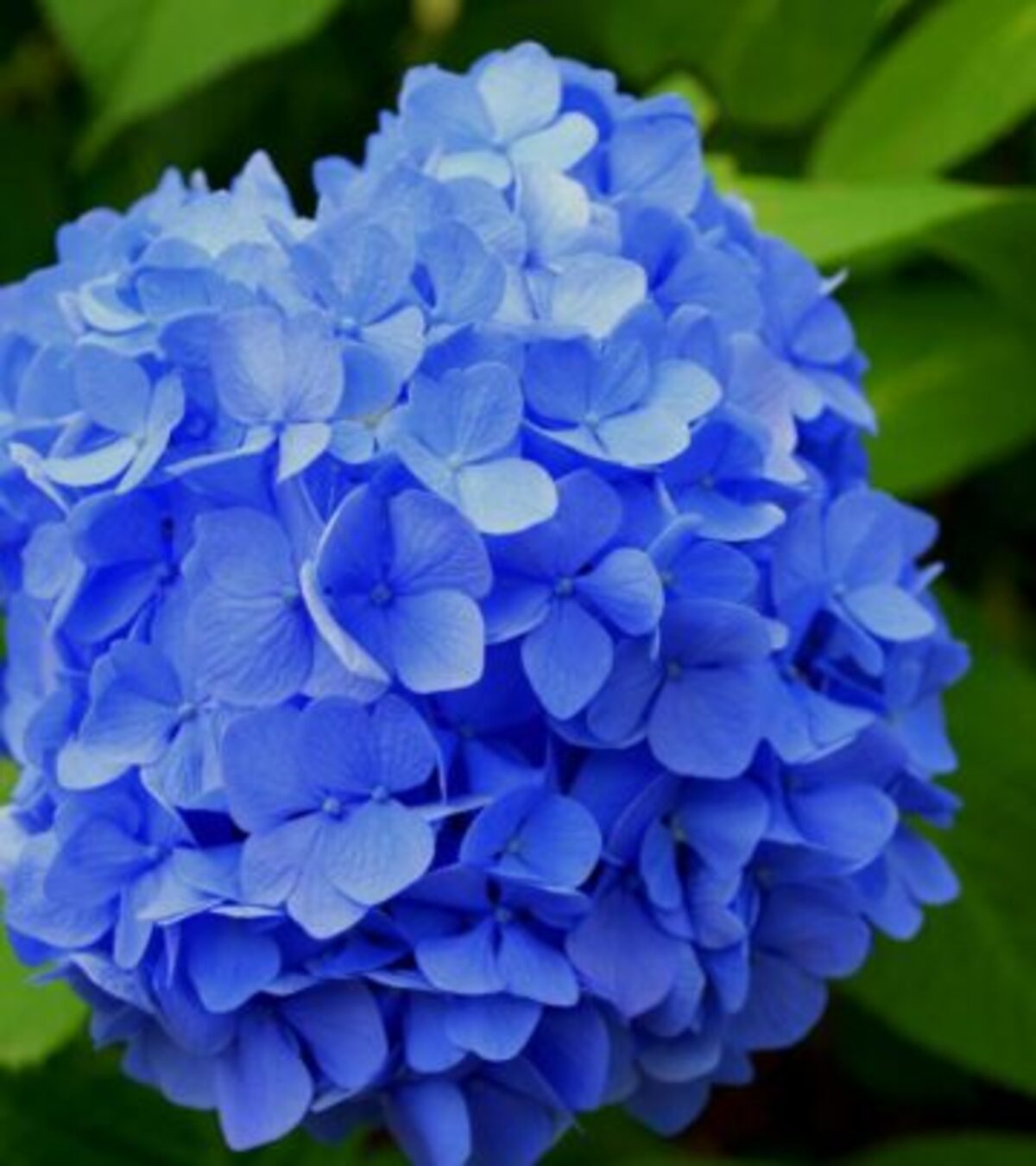 How Big Do Hydrangeas Grow: 6 Major Species Size Guide Understand hydrangea growth habits, mature sizes, and choosing the right variety for your space.