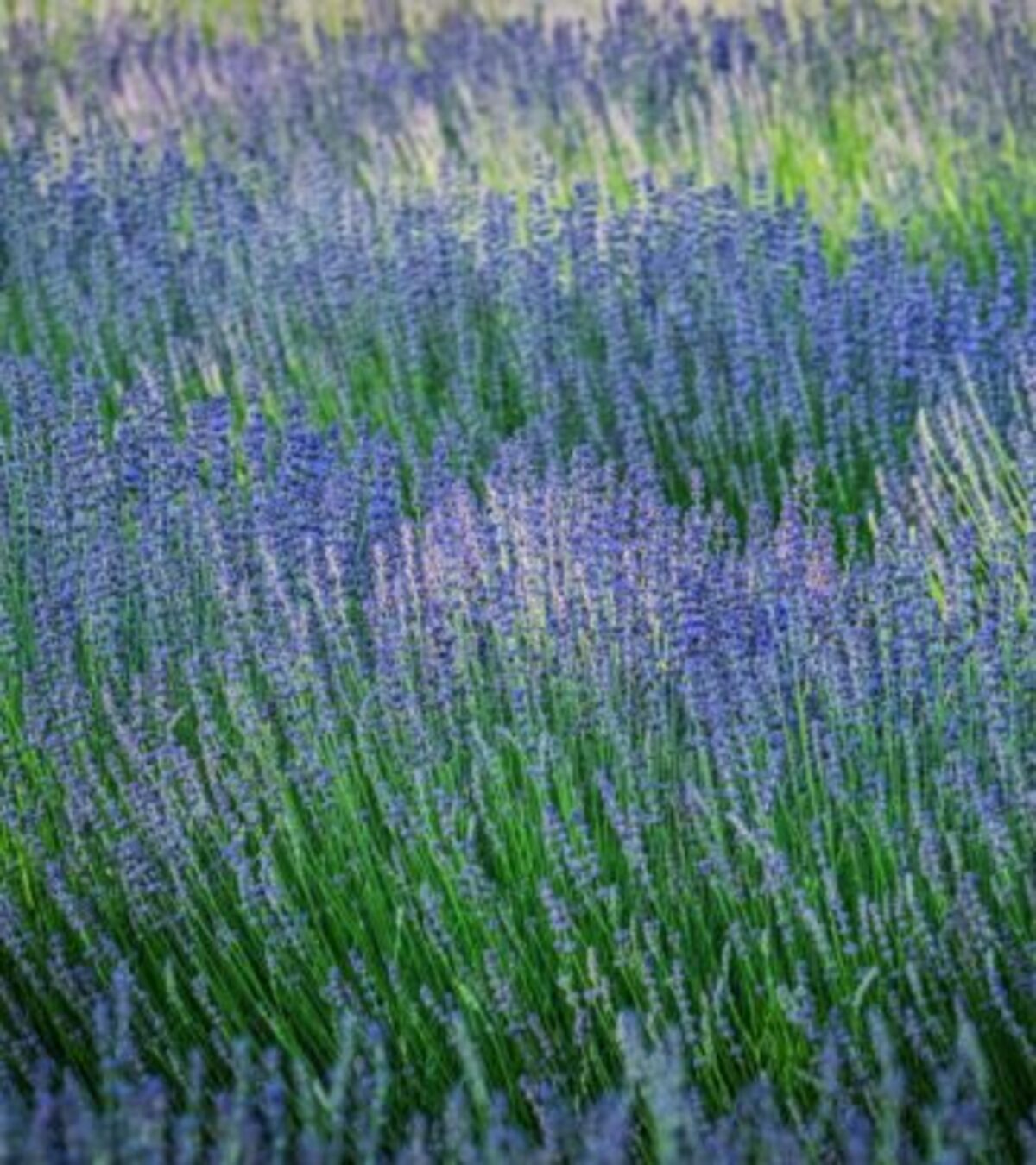 Transform your indoor and outdoor spaces with an array of vibrant plants boasting spectacular purple foliage.