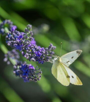 Discover the optimal sun exposure for growing healthy, fragrant lavender plants.