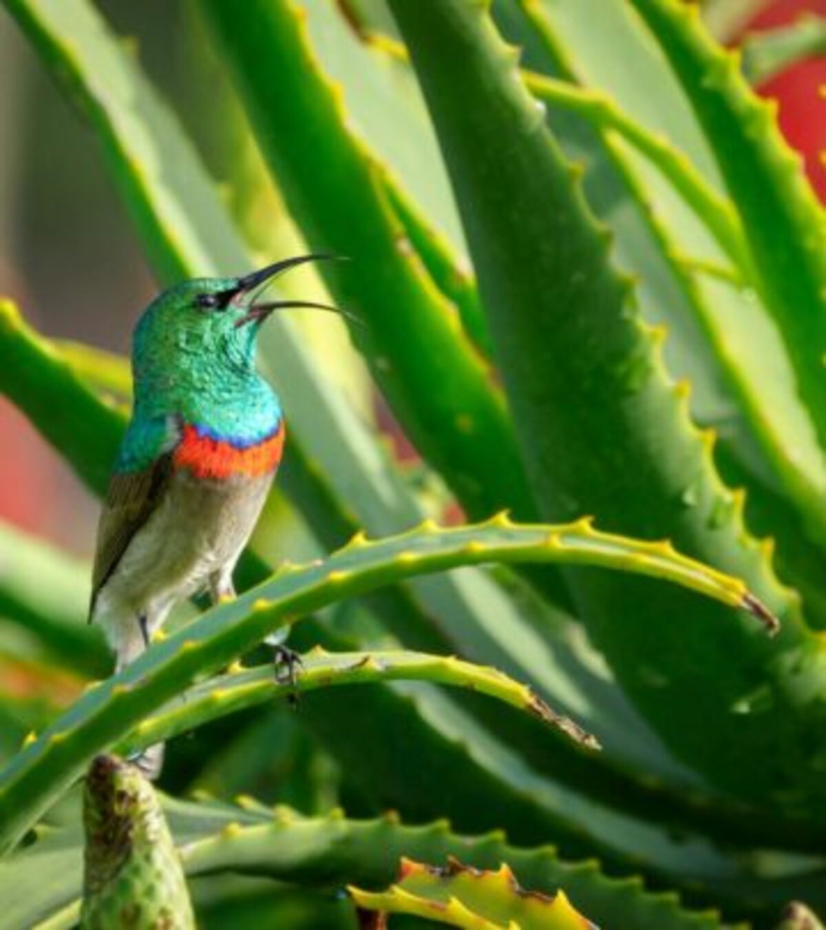 Aloe Vera Plant Problems: 7 Expert Fixes For Healthy Growth Discover the most common aloe vera plant problems, their causes, and step-by-step solutions to keep your aloe healthy indoors or outdoors.
