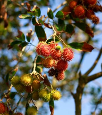 Master the essentials of growing and harvesting the unique, tropical rambutan tree successfully.