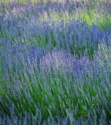 Compare horticultural oil and neem oil to make informed pest and disease control decisions in your garden.