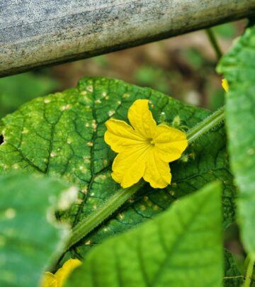 Unlock maximum cucumber harvests by mastering the art and science of pruning for healthier, more productive vines.