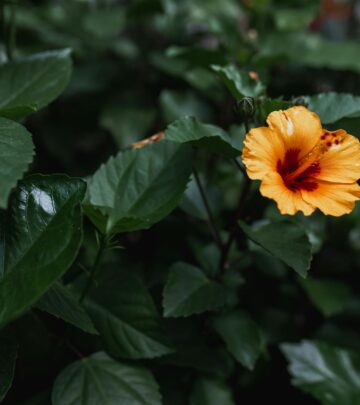 Explore how Rose of Sharon and other Hibiscus species compare—botanical quirks, garden performance, hardiness, and essential care tips.