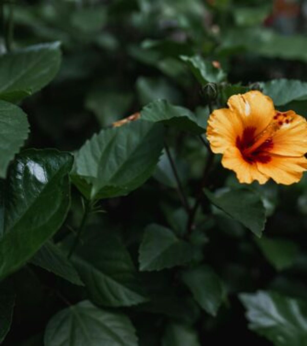 Rose Of Sharon Vs Hibiscus: A Comprehensive Guide For Gardeners Explore how Rose of Sharon and other Hibiscus species compare—botanical quirks, garden performance, hardiness, and essential care tips.
