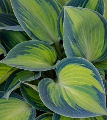 Discover 31 unique hosta varieties, their features, and tips for selecting the perfect cultivated hosta for your garden landscape.
