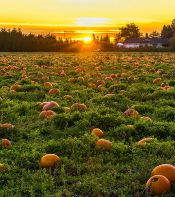 Explore the charm, versatility, and cultivation of white pumpkins, from planting tips to their many decorative and culinary uses.