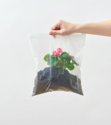 Unlock the secrets to lush, vibrant container begonias with proven tips for stunning blooms and healthy growth.