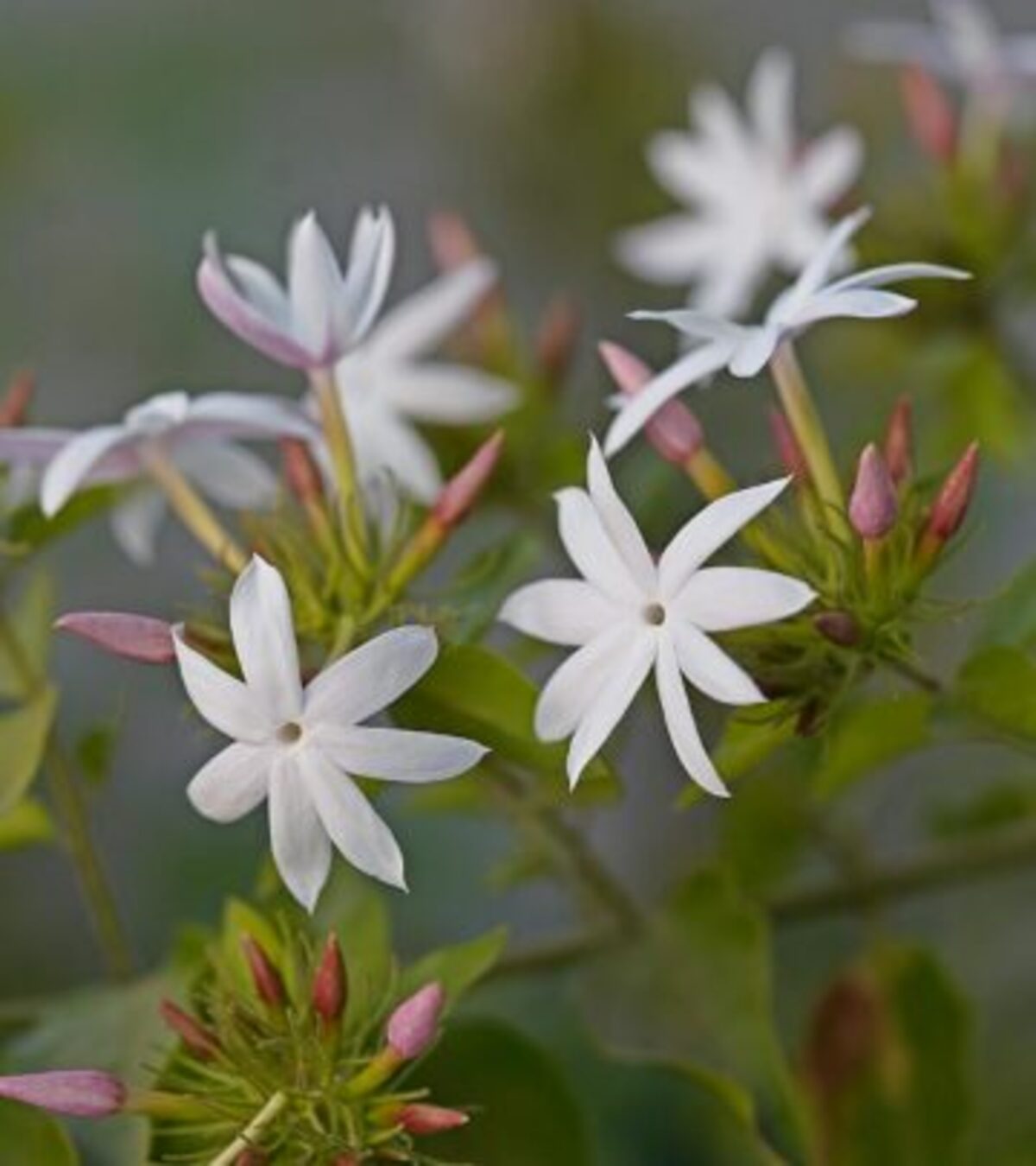 Transform your garden with the delightful fragrance, beauty, and versatility of star jasmine—an essential guide to planting, growing, and expert care.