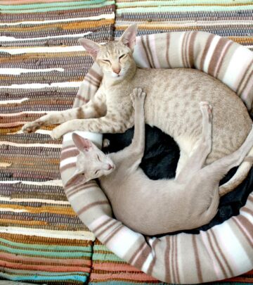 Discover the reasons behind your cat’s bed-peeing and expert guidance to restore peace to your home.