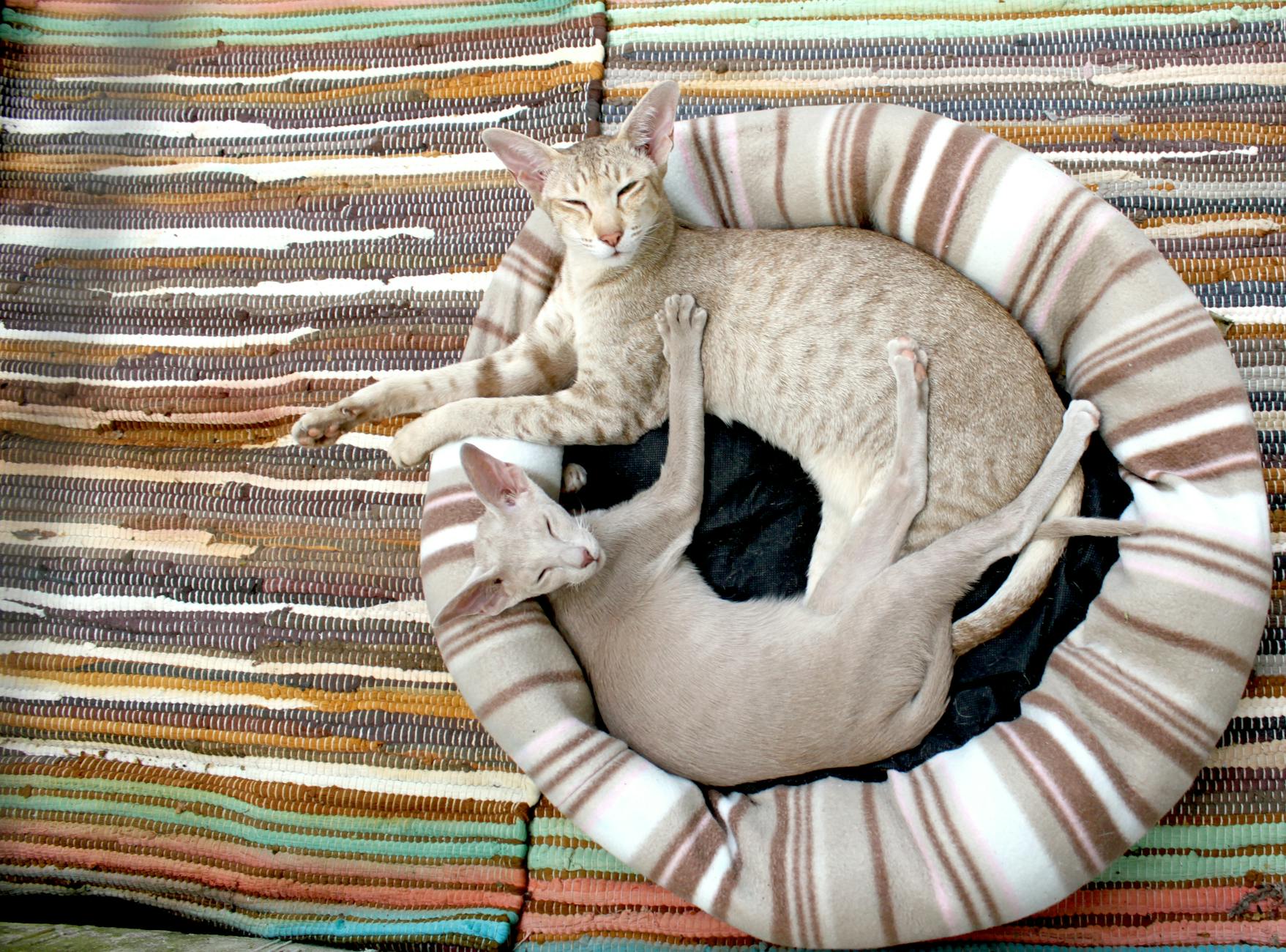 Why Is My Cat Peeing on the Bed? Causes, Solutions & Tips Discover the reasons behind your cat’s bed-peeing and expert guidance to restore peace to your home.
