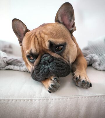 Discover if this popular root vegetable is a healthy addition to your canine's diet