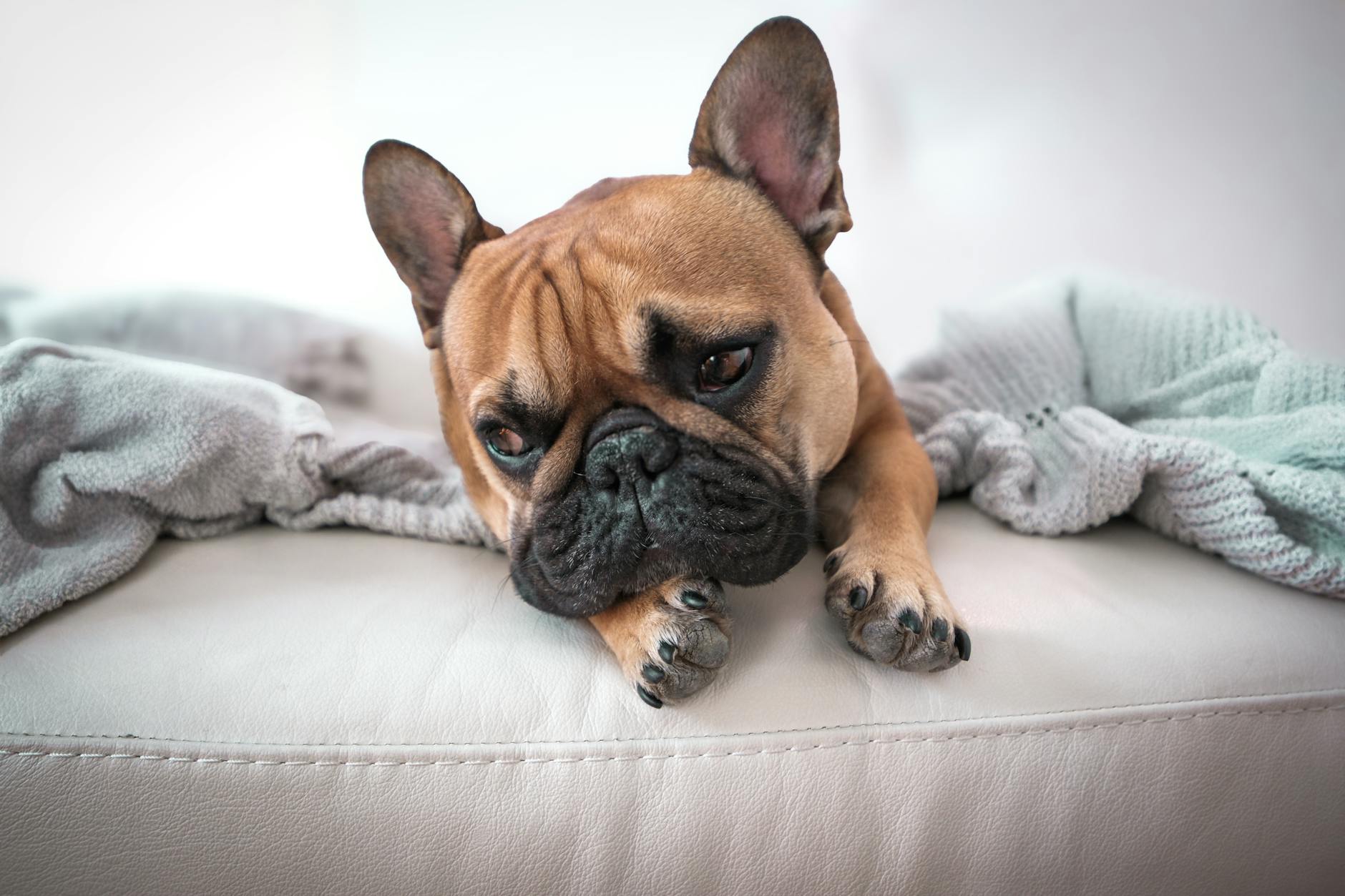 Can Dogs Eat Sweet Potatoes? Benefits, Risks, and Serving Tips Discover if this popular root vegetable is a healthy addition to your canine's diet