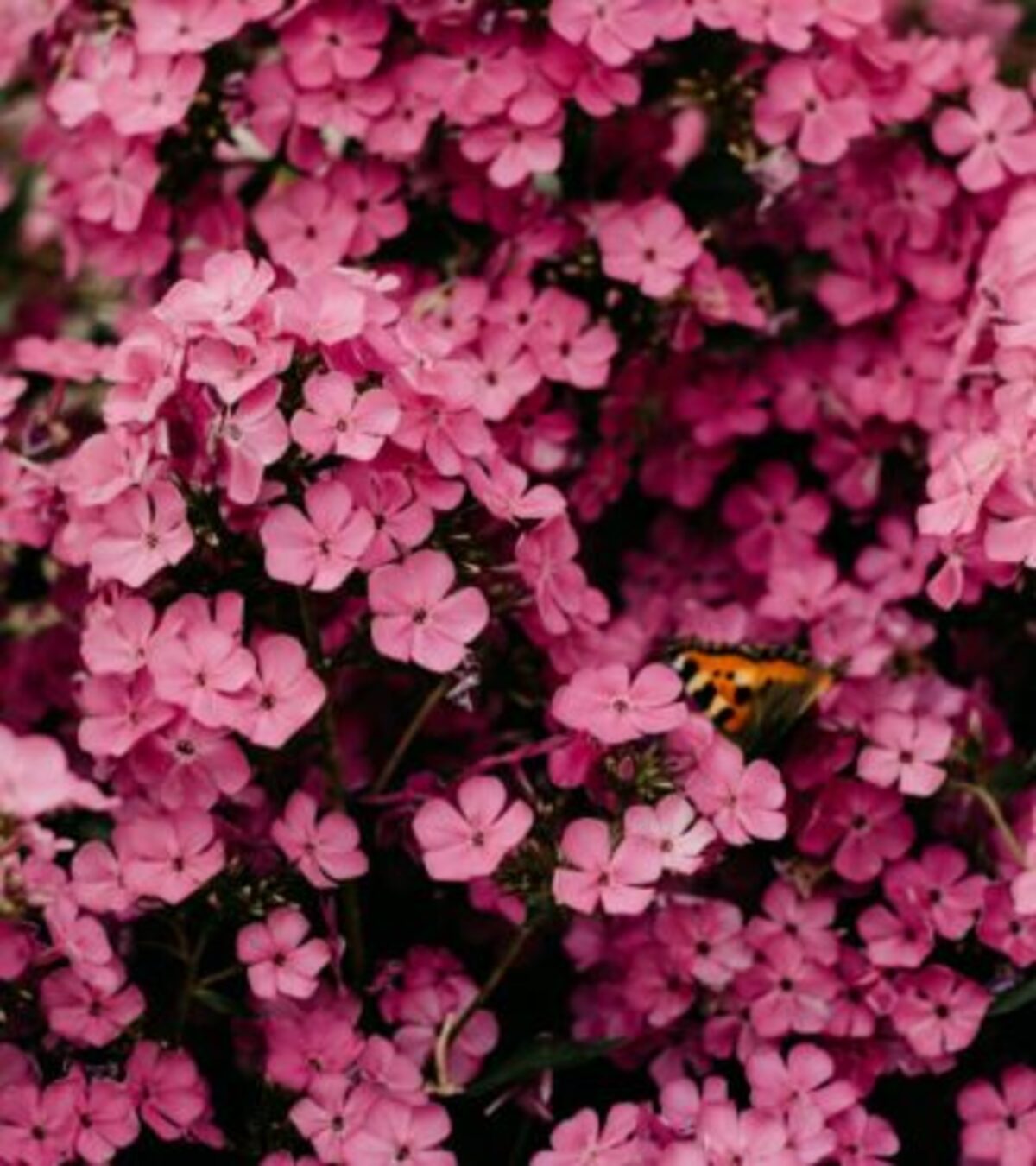 Pink Flowering Shrubs: 31 Stunning Bushes For A Vibrant Garden Discover 31 exquisite pink flowering shrubs that add vibrant color, privacy, and beauty to any landscape.
