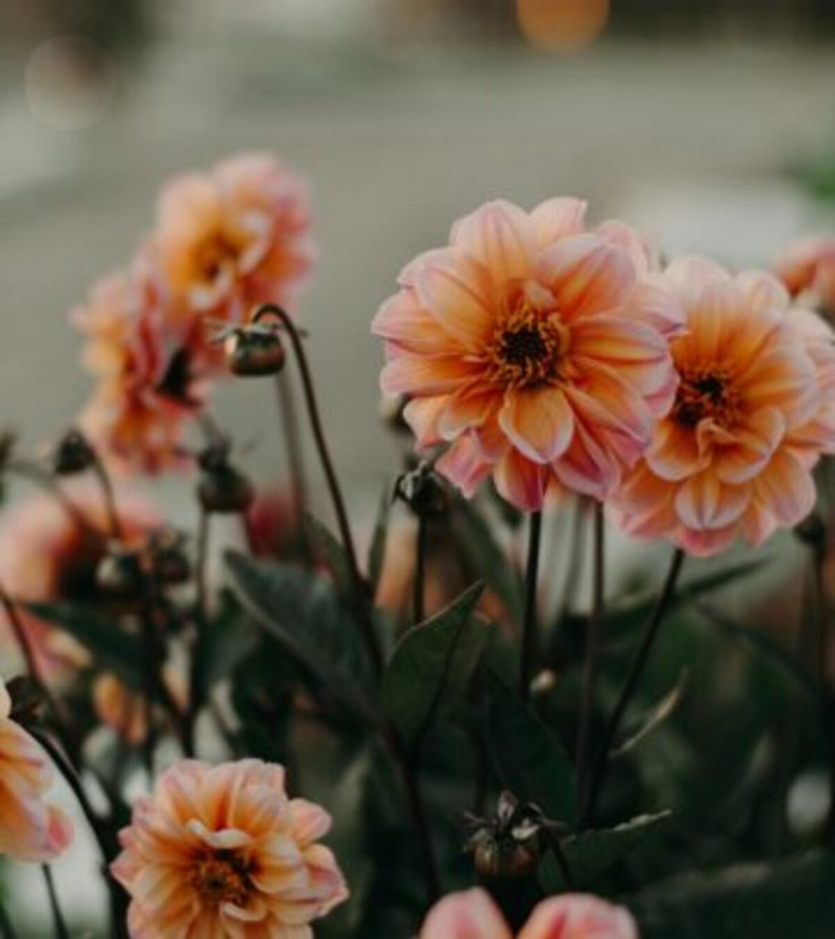 Discover the most common reasons your dahlia leaves turn yellow and learn expert-backed solutions to revive and protect your vibrant blooms.