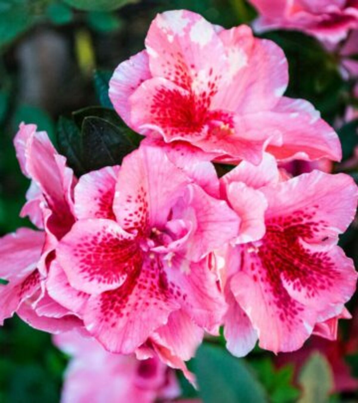 Uncover the key differences, similarities, and best uses of hydrangeas and rhododendrons for your landscape.