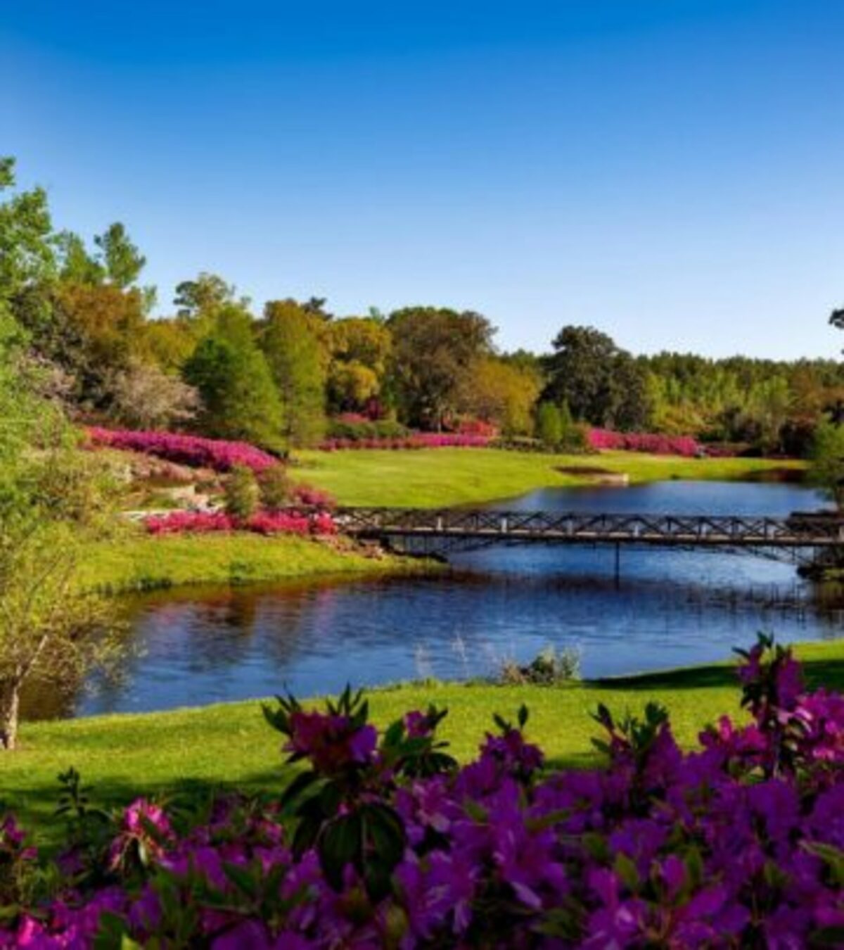 Explore 21 breathtaking rhododendron varieties to bring vivid color, elegance, and visual interest to any garden landscape.