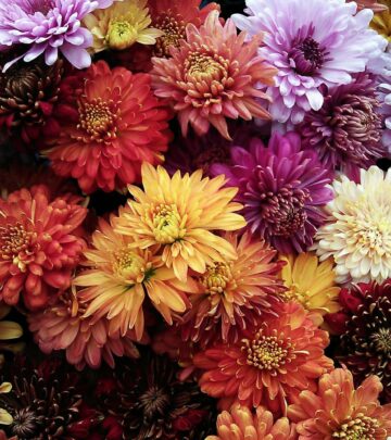 Discover why your mums turn brown and learn expert tips to revive and maintain vibrant chrysanthemum blooms.