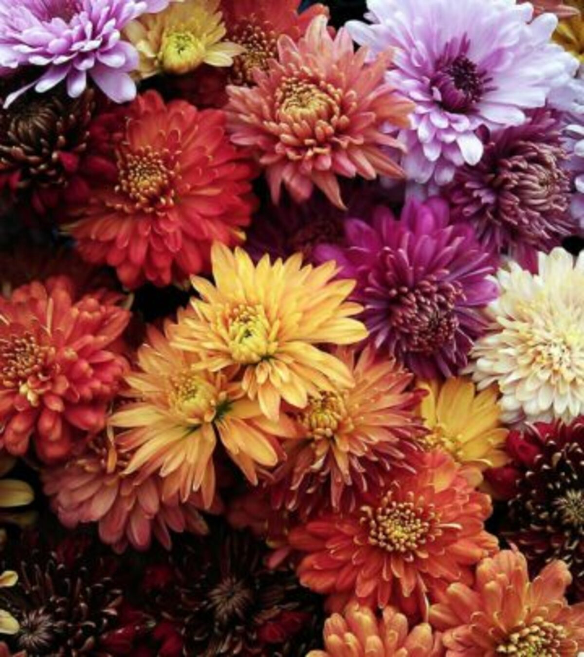 Discover why your mums turn brown and learn expert tips to revive and maintain vibrant chrysanthemum blooms.