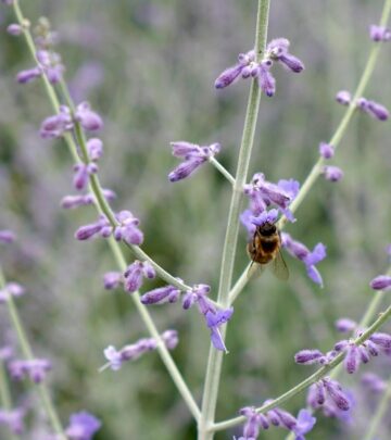 Discover the best Russian sage varieties to add lasting color, texture, and pollinator appeal to your low-maintenance garden.