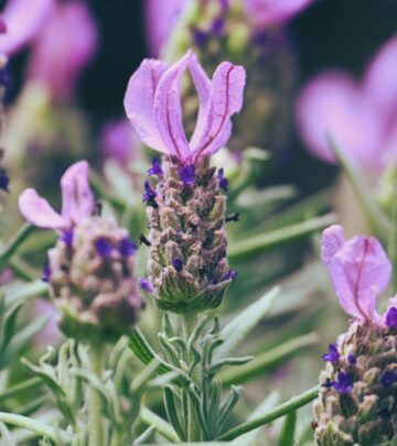 Discover which plants thrive alongside lavender for a healthier, more vibrant garden.