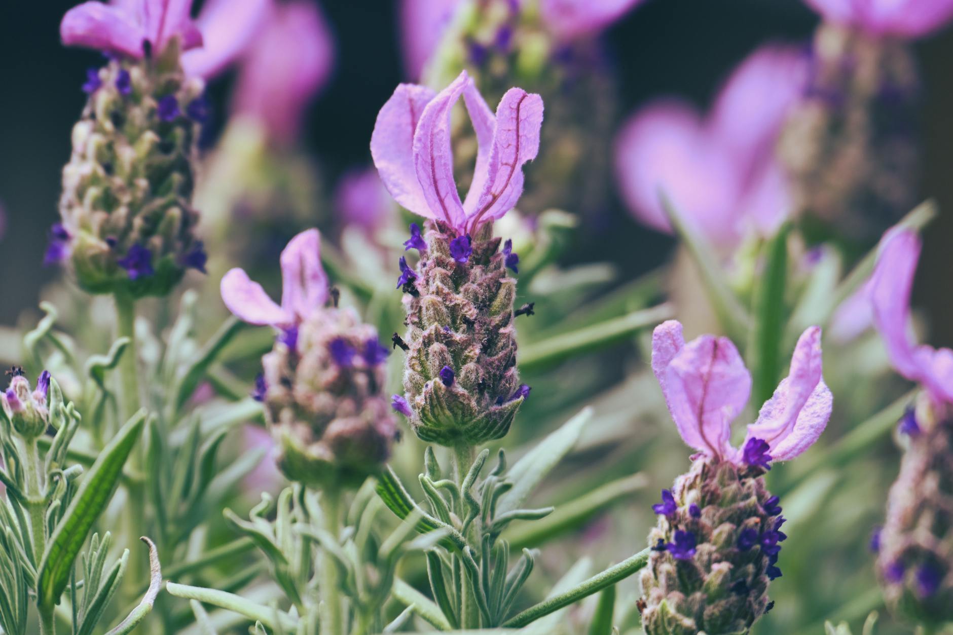 The Ultimate Guide to Lavender Companion Planting Discover which plants thrive alongside lavender for a healthier, more vibrant garden.