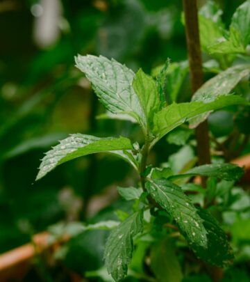 Unlock the freshest flavor—learn how to pick, trim, and preserve mint leaves for the tastiest results every season.