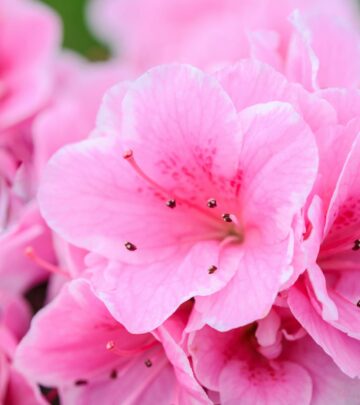 Diagnose and revive your azaleas by addressing sunlight, water, pests, and soil for healthier blooms.