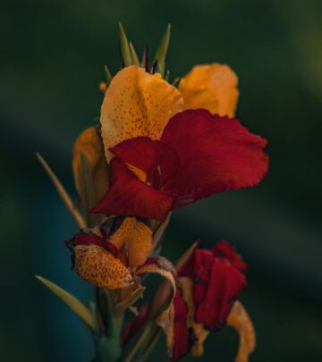Canna Lily Watering: Mastering Moisture for Lush Growth