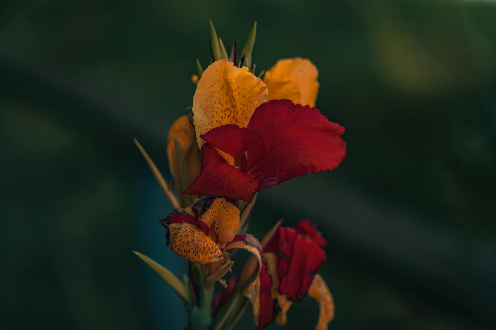 Canna Lily Watering: Mastering Moisture for Lush Growth Unlock vibrant blooms and foliage by perfecting your canna lily watering routine and soil care.