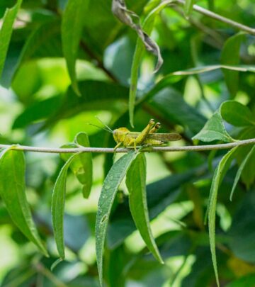 21 Iconic Plants of the Florida Everglades