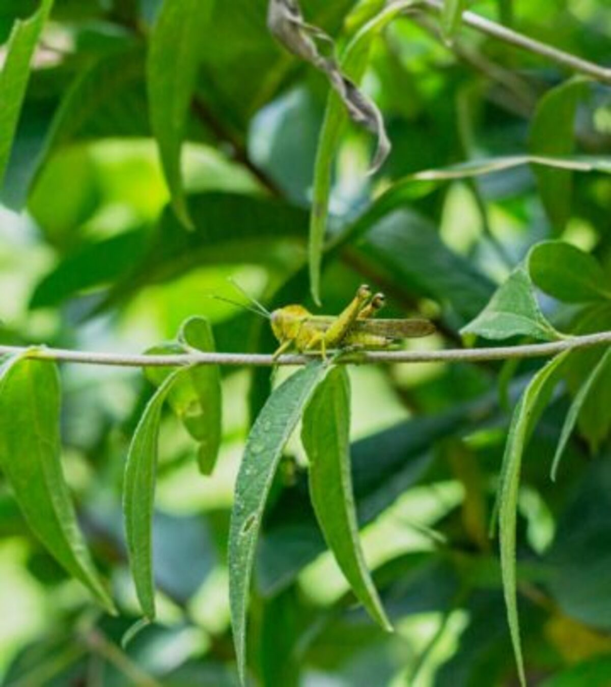 Explore the unique native plants thriving across the diverse habitats of the Florida Everglades wetland ecosystem.