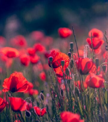 21 Stunning Red Flowering Shrubs to Transform Your Garden