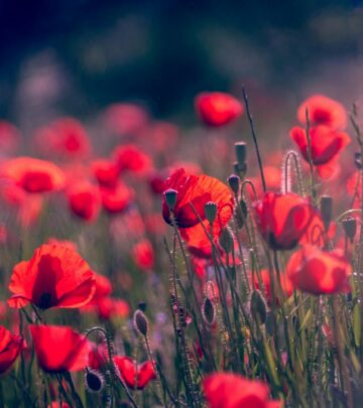 21 Stunning Red Flowering Shrubs to Transform Your Garden Bring vibrant color, wildlife, and year-round interest home with these spectacular red flowering shrubs.