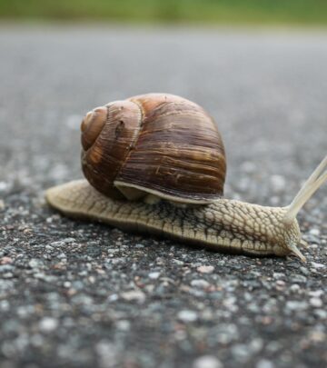 Is a Snail an Insect? The Science Behind Snails and Their Classification