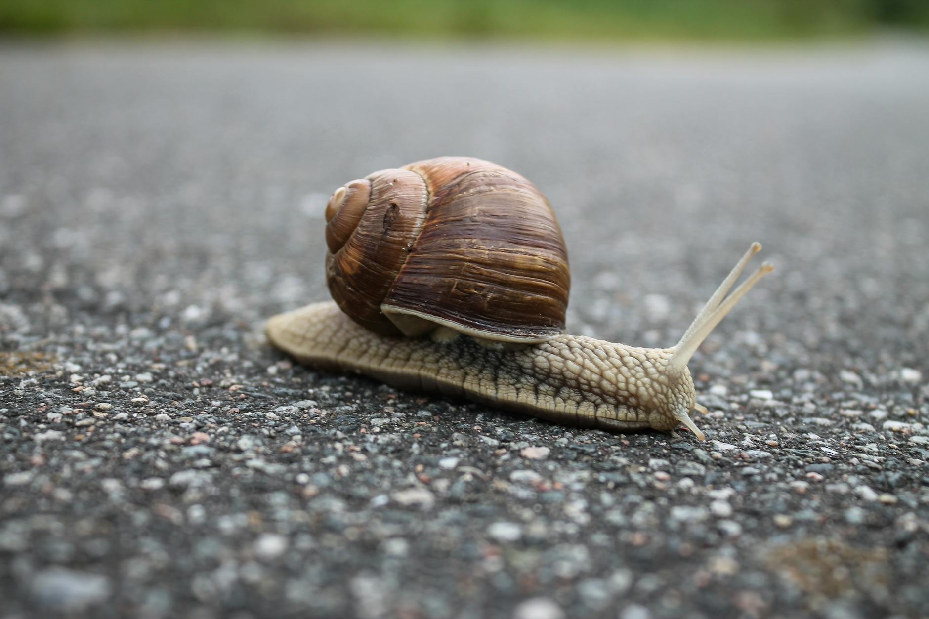 Is a Snail an Insect? The Science Behind Snails and Their Classification Unraveling the differences between snails, insects, and their fascinating roles in the garden ecosystem.