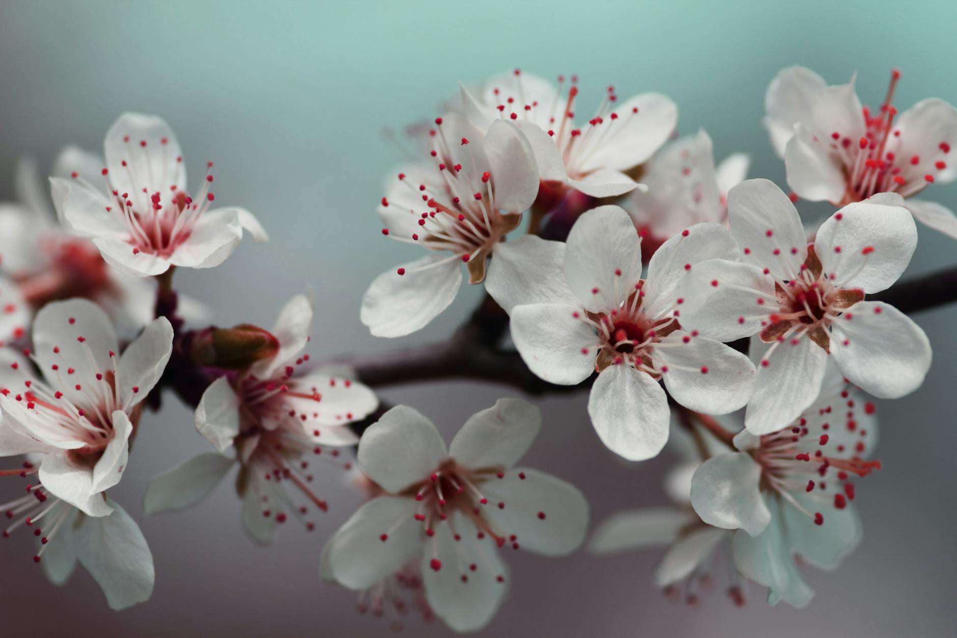 41 Gorgeous Trees With White Flowers: A Guide for Gardens and Landscapes Explore 41 spectacular trees with white flowers to add elegance and seasonal color to your home or landscape.