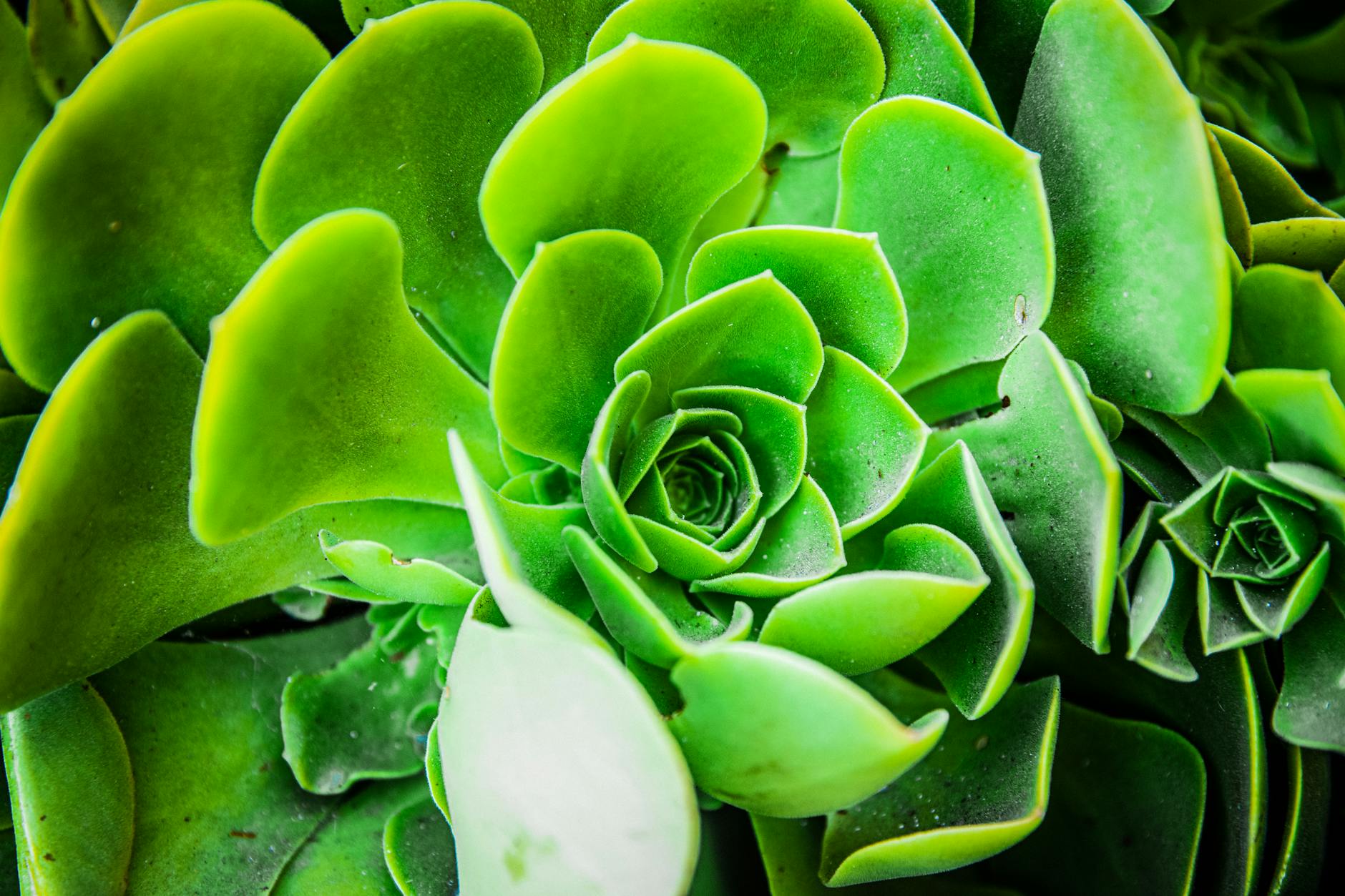 19 Black Succulents to Add Dramatic Flair to Your Goth Garden Discover 19 mesmerizing black succulents to create a show-stopping, gothic-inspired garden with unique color and texture.
